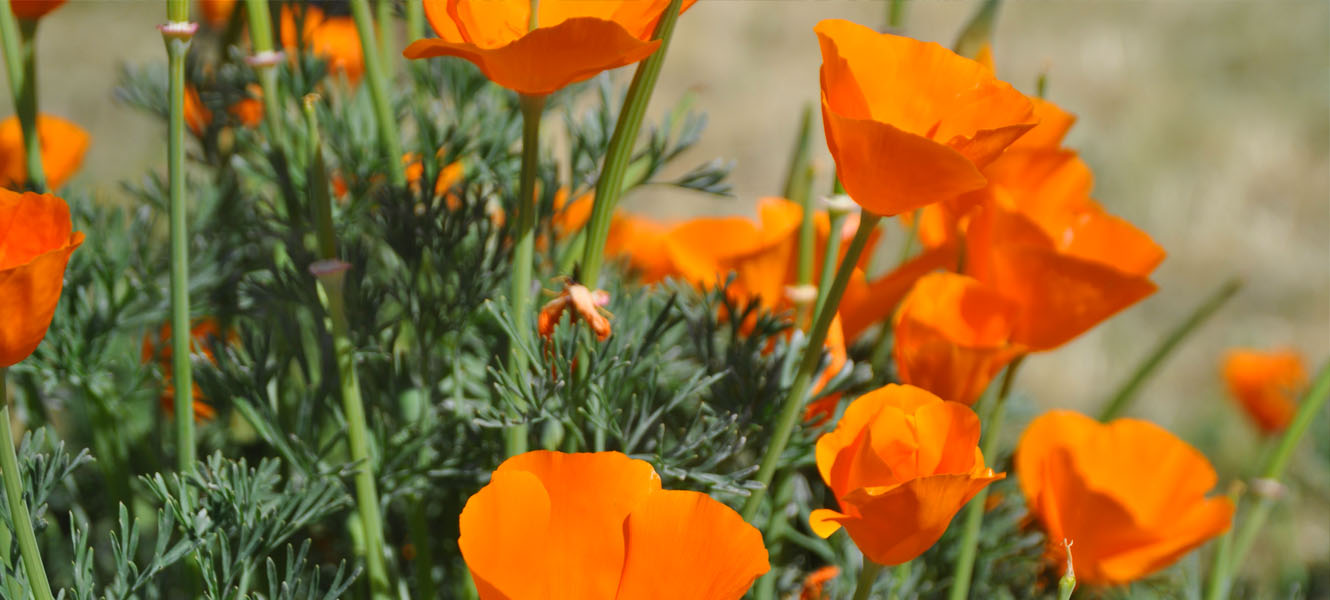 California Poppys